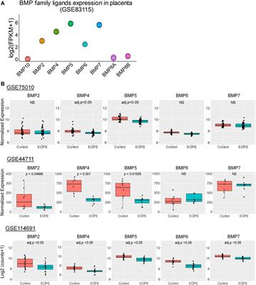 Dysregulated BMP2 in the Placenta May Contribute to Early-Onset Preeclampsia by Regulating Human Trophoblast Expression of Extracellular Matrix and Adhesion Molecules